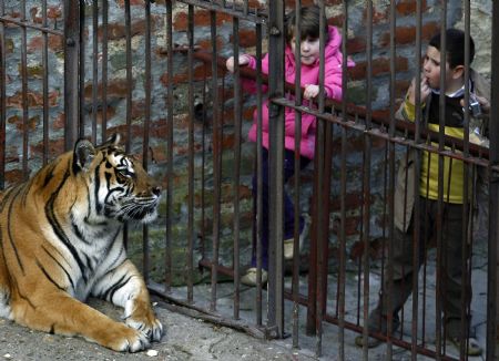Children look at a tiger in its enclosure at the Belgrade Zoo November 22, 2009.(