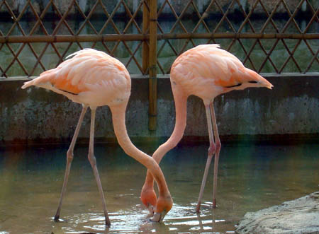 A pair of flamingos seek foraging leisurely under bright sunshine, inside the zoo of Suzhou City, east China's Jiangsu Province, Nov. 22, 2009.(