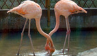 Leisure flamingos stroll under bright sunshine