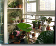 Green up your balcony