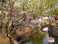 Tongli is an ancient water town in east China's Jiangsu Province. A short drive from Suzhou, Tongli offers a step back in time. Crisscrossed by rivers and canals. Tongli enjoys fame across China for its beautiful rivers, historic bridges and opulent court yard homes. Tongli has 49 stone bridges and many gardens, temples. Because of the landscape, almost all of the buildings are constructed along the waterfront. [Photo by Liu Guoxing]