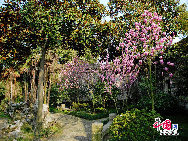 Tongli is an ancient water town in east China's Jiangsu Province. A short drive from Suzhou, Tongli offers a step back in time. Crisscrossed by rivers and canals. Tongli enjoys fame across China for its beautiful rivers, historic bridges and opulent court yard homes. Tongli has 49 stone bridges and many gardens, temples. Because of the landscape, almost all of the buildings are constructed along the waterfront. [Photo by Liu Guoxing]