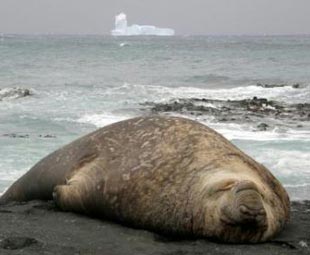 Icebergs head to NZ from Antarctica