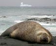 Icebergs head to NZ from Antarctica