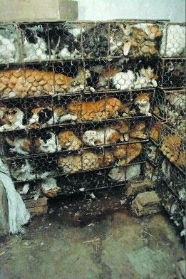 More than 800 cats, locked up in rows of iron cages in a store in Tianjin municipality, would have been transported to Guangzhou, Guangdong province, and slaughtered had it not been for about 30 residents who rallied for nearly 24 hours, negotiating with the trader and police, to free the animals yesterday.