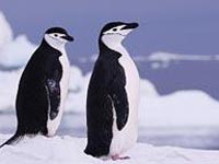 East Antarctic ice began to melt faster in 2006