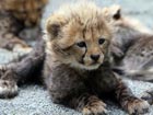 Cheetah cubs make debut at Tokyo zoo