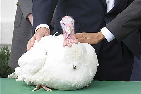 "Courage", the National Thanksgiving Turkey, is pardoned by U.S. President Barack Obama during the annual White House presidential turkey pardoning presentation at the North Portico of the White House in Washington D.C., capital of the U.S., on Nov. 25, 2009, a day before this year