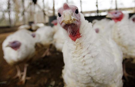 A turkey looks around its enclosure at the Seven Acres Farm in North Reading, Massachusetts November 25, 2009, one day before the Thanksgiving holiday in the United States. (Xinhua/Reuters Photo)