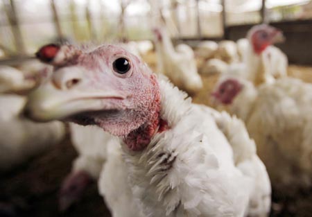 A turkey looks around its enclosure at the Seven Acres Farm in North Reading, Massachusetts November 25, 2009, one day before the Thanksgiving holiday in the United States. (Xinhua/Reuters Photo)