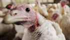 Turkeys look around enclosure before Thanksgiving Day