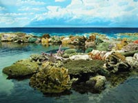 Efforts to save Great Barrier Reef