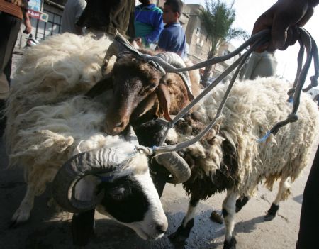 Palestinians sell sheep at a market in the middle of Gaza City, Nov. 26, 2009. Muslims around the world are preparing to celebrate Eid-al-Adha, also known as the Feast of Sacrifice, which falls on Nov. 28 this year. [Yasser Qudih/Xinhua]