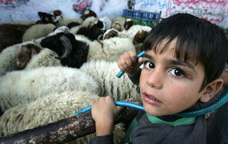 Palestinians sell sheep at a market in the middle of Gaza City, Nov. 26, 2009. Muslims around the world are preparing to celebrate Eid-al-Adha, also known as the Feast of Sacrifice, which falls on Nov. 28 this year. [Yasser Qudih/Xinhua]