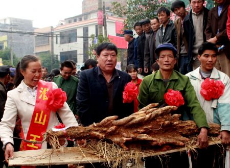 Photo taken on Nov. 25, 2009 shows the 1.66-meter-long &apos;yam king&apos; with a weight of 38 kilograms at the seventh taro and yam contest held in Anhe Township of Quanzhou County, southwest China&apos;s Guangxi Zhuang Autonomous Region, Nov. 25, 2009. A taro and yam contest was held in Anhe of Quanzhou on Wednesday. As the famous local special products, the total output of taro and yam planting in Anhe this year reached 30 million kilograms. [Wang Zichuang/Xinhua]