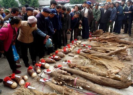 People view the winners entitled &apos;taro king&apos; or &apos;yam king&apos; at the seventh taro and yam contest held in Anhe Township of Quanzhou County, southwest China&apos;s Guangxi Zhuang Autonomous Region, Nov. 25, 2009.[Wang Zichuang/Xinhua]
