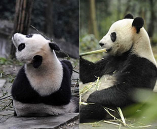 China panda couple head for Australia