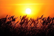 Reed marshes sway gently in the sunset breeze. The ecosystem environment of the Yellow River Delta in Shandong province has been greatly improved, with 15,000 hectares of reclaimed wetlands and 55,000 hectares of extended reed lands creating a comfortable habitat for birds and other wildlife. The Yellow River Delta region has become an important transit point, wintering habitat and breeding spot for migrant birds from northeast Asian inland areas and the west Pacific Rim. Nov. 3, 2009. [Fan Changguo/Xinhua]