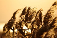 Reed marshes glimmer a brilliant gold in the sunset glow. Nov. 3, 2009. [Fan Changguo/Xinhua]