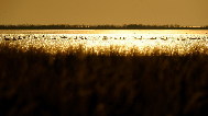 Whooping swans rest on the water as evening approaches. Nov. 3, 2009. [Fan Changguo/Xinhua]