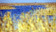 Whooping swans perch on the waters of the Yellow River wetland. Nov. 3, 2009. [Fan Changguo/Xinhua]