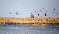 Avocets fly over the Yellow River wetland. Nov. 3, 2009. [Fan Changguo/Xinhua]