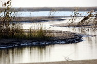 The Yellow River wetland is a hospitable home to many types of birds. Nov. 3, 2009. [Fan Changguo/Xinhua]