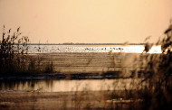 A group of whooping swans swim while basking in the soft sunset. Nov. 3, 2009. [Fan Changguo/Xinhua]