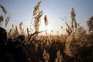 A shutterbug captures the beauty of the reed marshes. Nov. 3, 2009. [Fan Changguo/Xinhua]