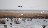 Swans fly over the Yellow River wetland. Nov. 3, 2009. [Fan Changguo/Xinhua]