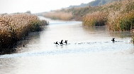 Mallards chase each other on the waters of the Yellow River wetland. Nov. 3, 2009. [Fan Changguo/Xinhua]