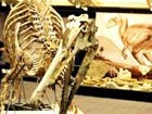 Dinosaur skeleton to be auctioned in Paris