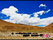 Photo shows the superb view of the wonderland at the foot of Mt. Qomolangma, Tingri County, Xigaze Prefecture of Tibet Autonomous Region.Mt. Qomolangma is the highest mountain on Earth, and the highest point on the Earth's continental crust, as measured by the height above sea level of its summit, 8,848 metres (29,029 ft). [Photo by Liu Baohua]