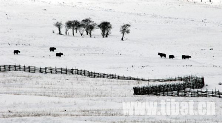 Photo shows the Lulang Forests blanked by snow, Nyinchi Prefecture, southeastern Tibet. (Photo: tibet.cn)