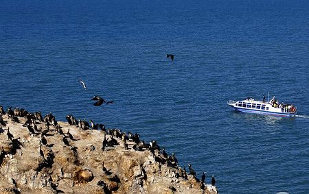 The Qinghai Bird Island in Qinghai Lake, northwest China's Qinghai Province, is a paradise for a variety of birds. It provides a habitat for over 100,000 migratory birds from south China and Southeast Asia. (Photo: Global Times)