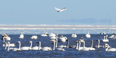 Swans rest on Qinghai Lake, China&apos;s northwest Qinghai Province, Dec. 5, 2009.[Hou Deqiang/Xinhua]