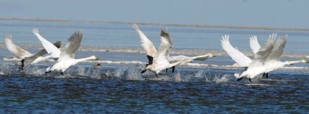 Swans fly over Qinghai Lake, China&apos;s northwest Qinghai Province, Dec. 5, 2009.[Hou Deqiang/Xinhua]