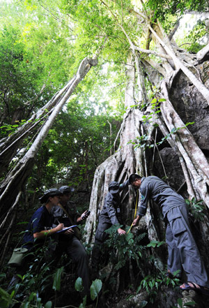 Workers follow the growth process of a big banyan tree in tropical rainforest in Dai Autonomous Prefecture of Xishuangbanna, southwest China&apos;s Yunnan Province, Sept. 8, 2009. [Lin Yiguang/Xinhua]
