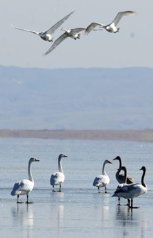 Swans fly over Qinghai Lake, China's northwest Qinghai Province, Dec. 5, 2009.(Xinhua/Hou Deqiang)