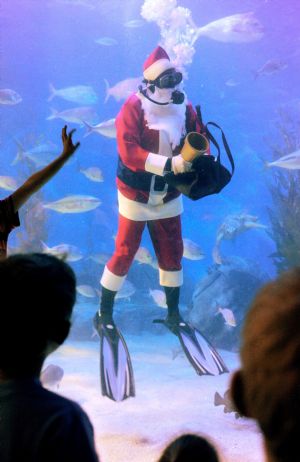 A diver is clad in a Santa Claus costume attracts visitors to an aquarium in Melbourne, Australia, Dec. 7, 2009. [Xinhua/AFP] 