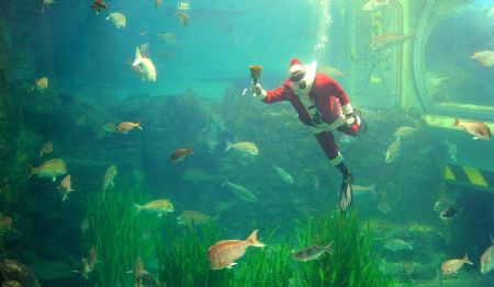 A diver is clad in a Santa Claus costume welcomes visitors to an aquarium in Melbourne, Australia, Dec. 7, 2009. [Xinhua/AFP]