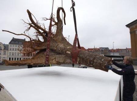 A worker adjust a huge tree stump which is a part of the Ghost Forest Exhibition in front of the Danish Parliament in Copenhagen December 6, 2009. Copenhagen is the host city for the United Nations Climate Change Conference 2009, from December 7 until December 18.(Xinhua/Reuters Photo)