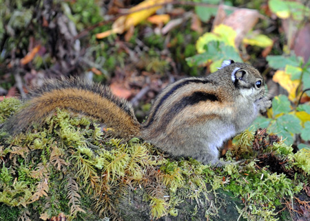 The picture taken on Oct. 13, 2009 shows a squirrel at the Pudacuo National Park in Deqen Tibetan Autonomous Prefecture, southwest China's Yunnan Province. [Xinhua/Lin Yiguang] 