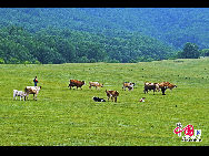Bashang grassland at Mulan Weichang, which locates at 500 km northeast to Beijing, is regarded as the most beautiful highland landscape in the country.The special climate and the geographical position on the junction of the North China Plain and the Inner Mongolia Grassland give Bashang its unique natural landscapes and make it a popular destination for tourists and photographers. [Photo by Liu Xuzeng]