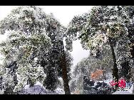 The frost, also known as 'Wusong', or rime, usually appears during winter in the areas surrounding the Songhua River. This unusual phenomenon is the result of interaction between the cold air and warm vapor from the nearby river. Beautiful rime in Jilin is regarded as one of China's four natural wonders along with the landscape of mountains and waters in Guilin, Guangxi Zhuang Autonomous Region, the Stone Forest in Yunnan province, and the Three Gorges along the Yangtze River. [Photo by Zhang Yue]