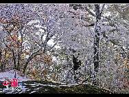The frost, also known as 'Wusong', or rime, usually appears during winter in the areas surrounding the Songhua River. This unusual phenomenon is the result of interaction between the cold air and warm vapor from the nearby river. Beautiful rime in Jilin is regarded as one of China's four natural wonders along with the landscape of mountains and waters in Guilin, Guangxi Zhuang Autonomous Region, the Stone Forest in Yunnan province, and the Three Gorges along the Yangtze River. [Photo by Zhang Yue]