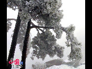 The frost, also known as 'Wusong', or rime, usually appears during winter in the areas surrounding the Songhua River. This unusual phenomenon is the result of interaction between the cold air and warm vapor from the nearby river. Beautiful rime in Jilin is regarded as one of China's four natural wonders along with the landscape of mountains and waters in Guilin, Guangxi Zhuang Autonomous Region, the Stone Forest in Yunnan province, and the Three Gorges along the Yangtze River. [Photo by Zhang Yue]