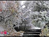 The frost, also known as 'Wusong', or rime, usually appears during winter in the areas surrounding the Songhua River. This unusual phenomenon is the result of interaction between the cold air and warm vapor from the nearby river. Beautiful rime in Jilin is regarded as one of China's four natural wonders along with the landscape of mountains and waters in Guilin, Guangxi Zhuang Autonomous Region, the Stone Forest in Yunnan province, and the Three Gorges along the Yangtze River. [Photo by Zhang Yue]