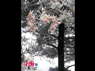 The frost, also known as 'Wusong', or rime, usually appears during winter in the areas surrounding the Songhua River. This unusual phenomenon is the result of interaction between the cold air and warm vapor from the nearby river. Beautiful rime in Jilin is regarded as one of China's four natural wonders along with the landscape of mountains and waters in Guilin, Guangxi Zhuang Autonomous Region, the Stone Forest in Yunnan province, and the Three Gorges along the Yangtze River. [Photo by Zhang Yue]