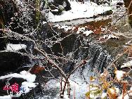 The frost, also known as 'Wusong', or rime, usually appears during winter in the areas surrounding the Songhua River. This unusual phenomenon is the result of interaction between the cold air and warm vapor from the nearby river. Beautiful rime in Jilin is regarded as one of China's four natural wonders along with the landscape of mountains and waters in Guilin, Guangxi Zhuang Autonomous Region, the Stone Forest in Yunnan province, and the Three Gorges along the Yangtze River. [Photo by Zhang Yue]